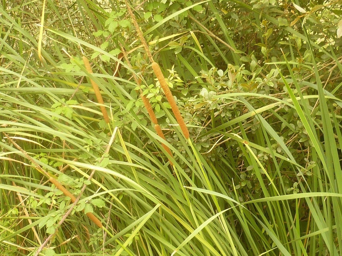 Typha angustifolia (Typhaceae)
